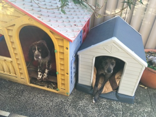 dogs-on-logs:The side of the road just keeps giving