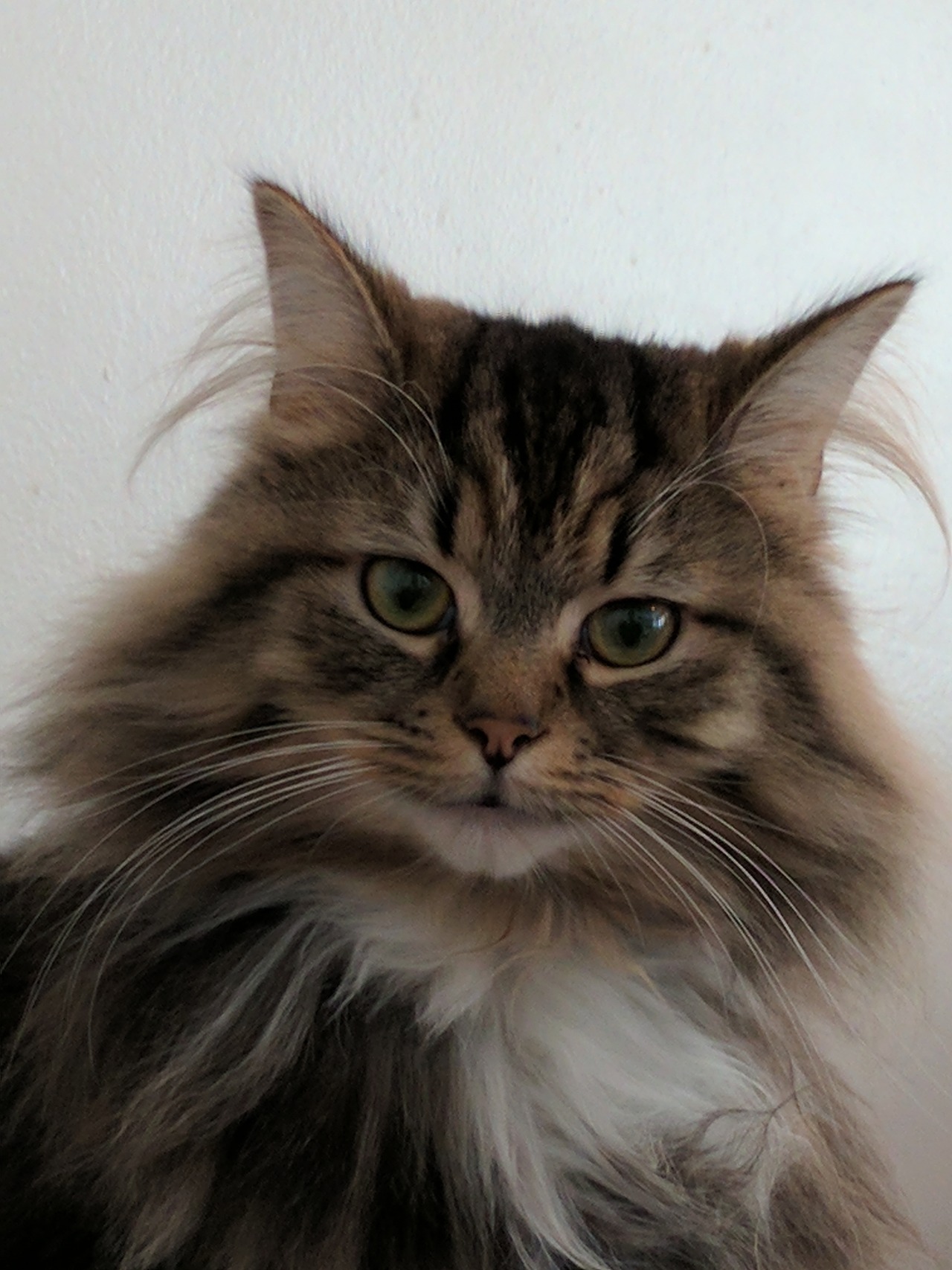 mysilverylining: OZ, and his magnificent everything.