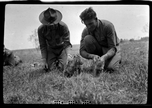                                                              “Handsome little fellows” “I know foxes