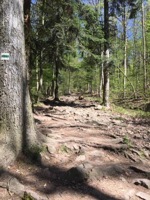 Sitno 1009 m.n.m. ( Banská Štiavnica )