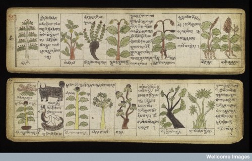 brassmanticore:Illustrations of Tibetan materia medica, plant and animal, used in the production of 