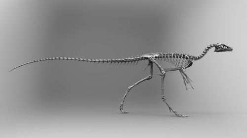 The life-size Compsognathus skeleton I did for Triassica.  Zbrush + Anycubic Photon https://triassic