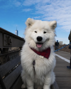 protect-and-love-animals:  The adventure puppy