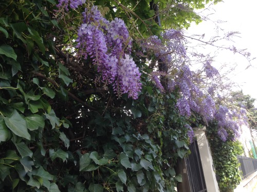 The whole street is in bloom and it makes me happy