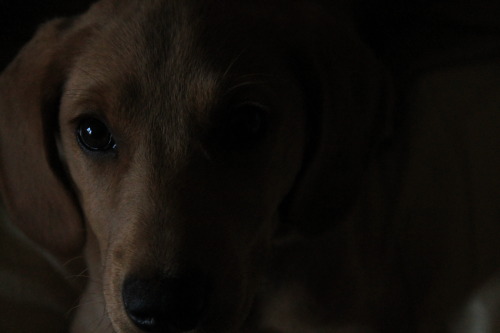 photogenic puppy is very photogenic.