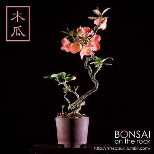 木瓜（ボケ）の盆栽BOKEH, Japanese Quince bonsai2018.4.7 撮影bonsai on the rock| Creema | BASE | Zazzle.co.jp | 