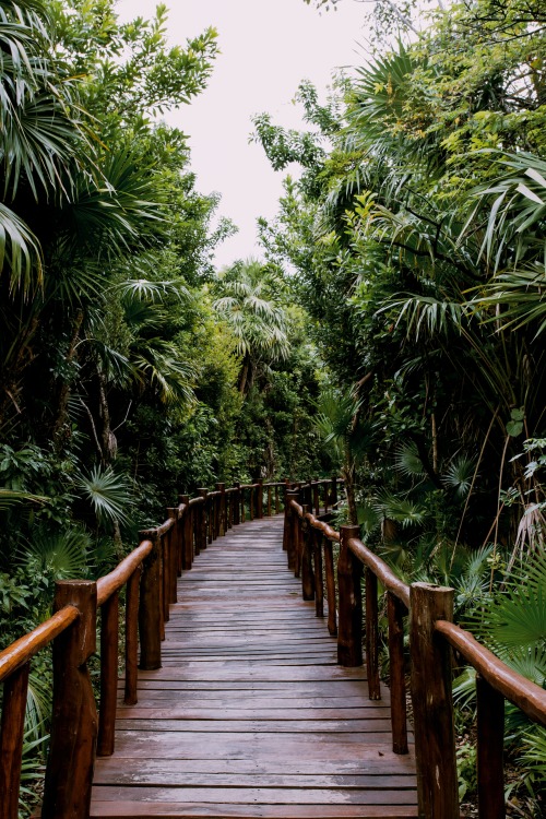 theadventurechild:Jungle/tropical blog