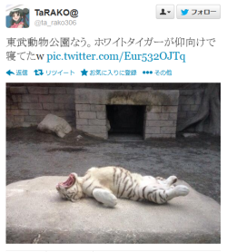 highlandvalley:  Twitter / ta_rako306: 東武動物公園なう。ホワイトタイガーが仰向けで寝てたw