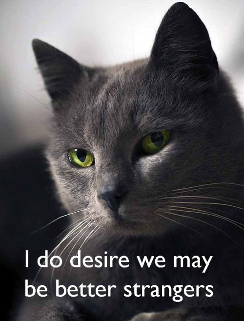 mzminola:Buzzfeed compiled 17 Shakespearean insults, all of them with a different cat picture. This 