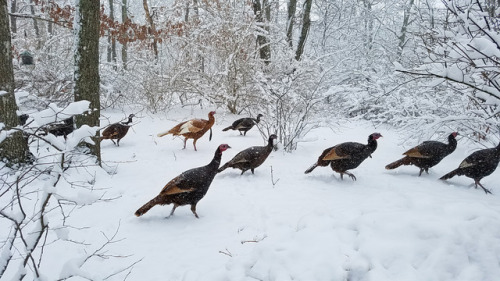 iseultsdream:Mar 31, 2017 -The flock of feral turkeys that has adopted my place as their home. This 