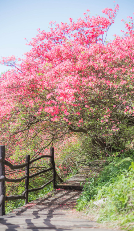 fuckyeahchinesegarden:azalea on guifeng mountain, hubei province. photo by 莳录