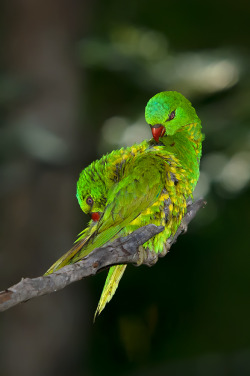 emuwren:The Scaly-breasted Lorikeet - Trichoglossus clorolepidotus, occurs across coastal regions of eastern Australia. This species lives in lowland eucalypt and woodlands but also occurs in heathlands and well treed urban areas, including parks and