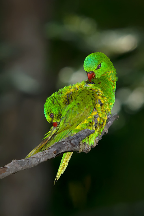 Porn Pics emuwren:The Scaly-breasted Lorikeet - Trichoglossus