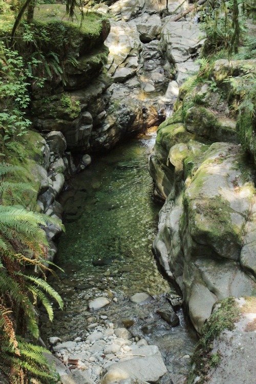 matchbox-mouse:  River snaking through the dense woods.  Cypress Falls, BC. 