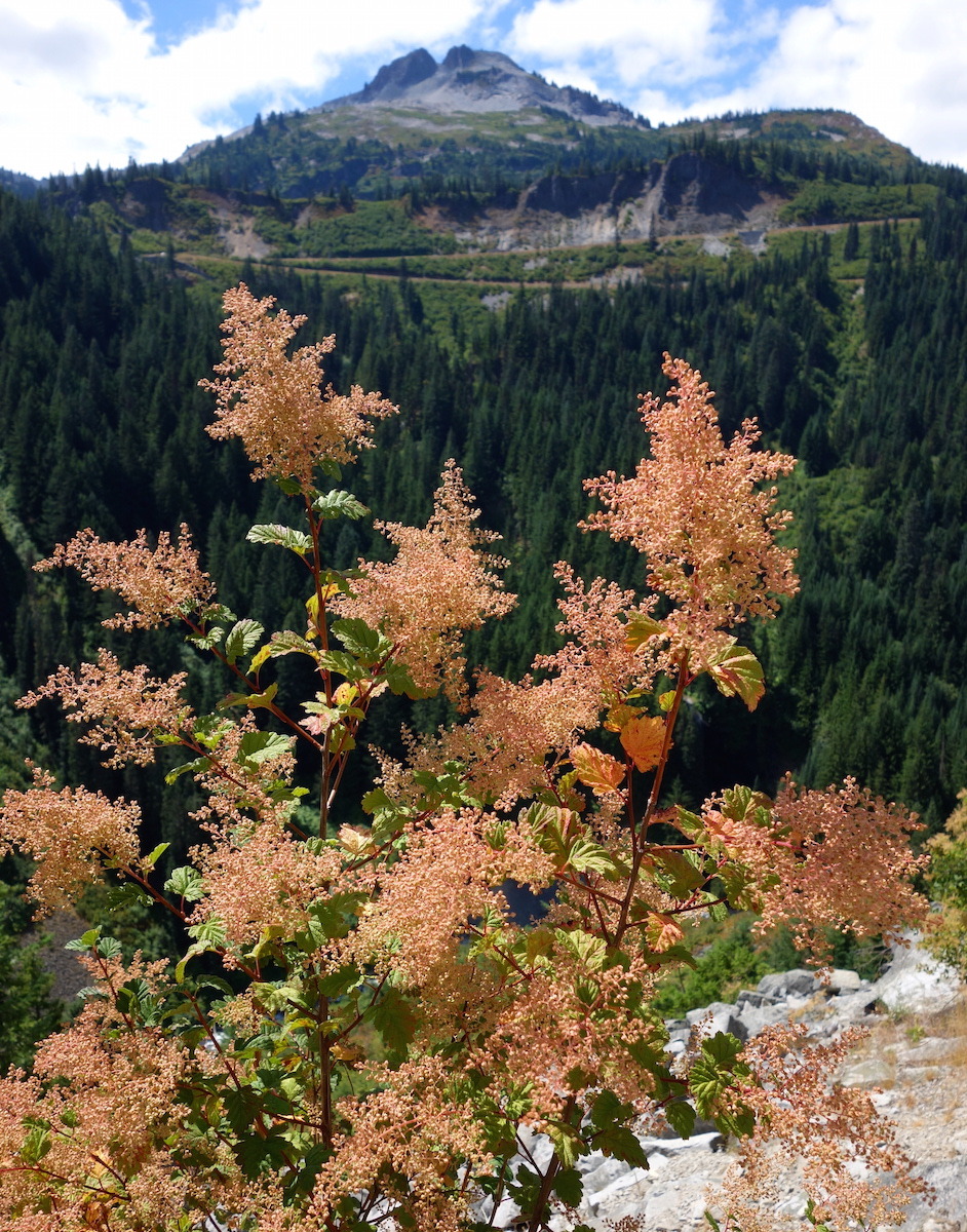 Weekly Wildflower: August 16, 2015
IHuckleberry and corn lily leaves are already starting to turn to fall colors, and most wildflower species have gone to seed. One common shrub called Oceanspray (Holodiscus discolor) has dense, white plumes of...