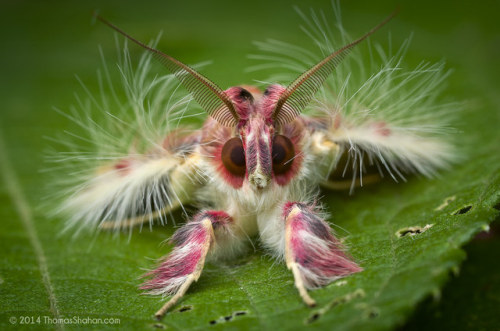 onenicebugperday:The nicest walker’s moth (Sosxetra grata) imaginable!Photo byThomas Shahan