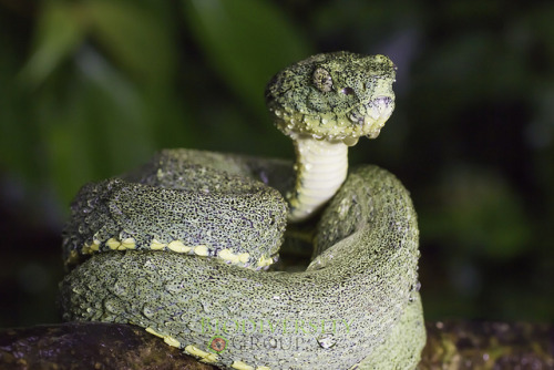 libutron:
“ Green Jararaca
Bothriopsis bilineata (Viperidae), Syn. Bothrops bilineata, is a venomous pit viper from the Amazon. It is a sleek, green pit viper with a prehensile tail. Typical length is about 70 cm, although individuals up to 123 cm...