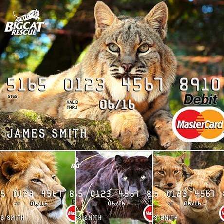 bigcatrescue:The new Big Cat Rescue prepaid Debit Card is here! A percentage of every purchase you m