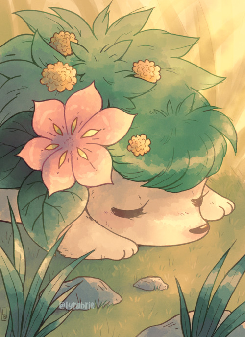 lyrabrie: A little Shaymin napping in the