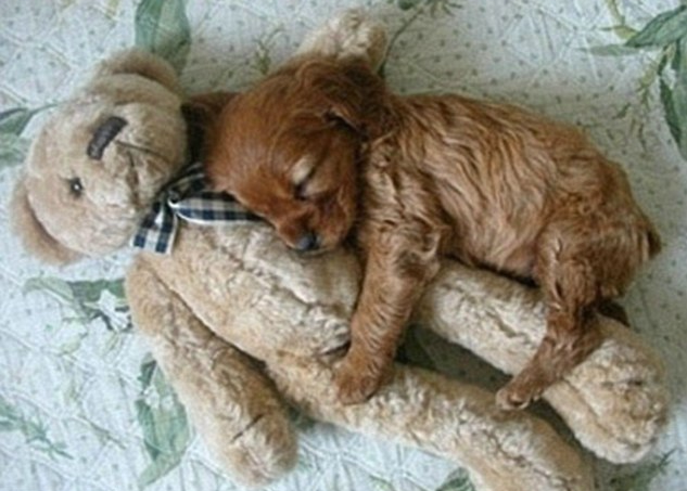 bebesIn case you’re having a bad day…here are some puppies sleeping with stuffed