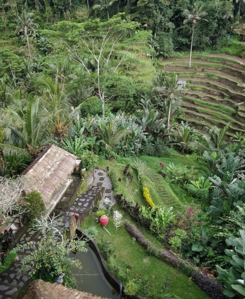 Caught this view of the Tegallalang Rice Terrace ~ ~ #travelphotography #riceterraces #bali #indones