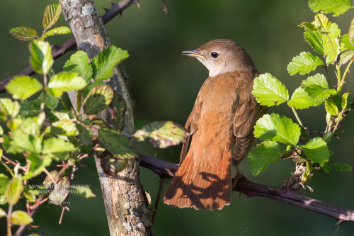 Common Nightingale (Luscinia megarhynchos) &gt;&gt;by Christophe RAMUS