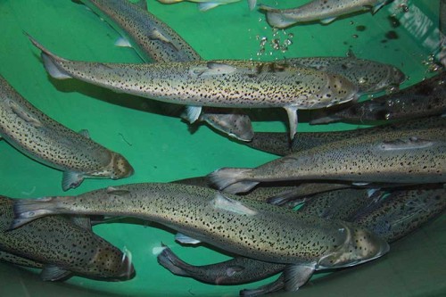 atlantic salmon in an aquaponics symbiotic environment