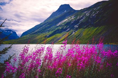 voiceofnature - Firewood blooming in Norway. My Instagram ~ My...