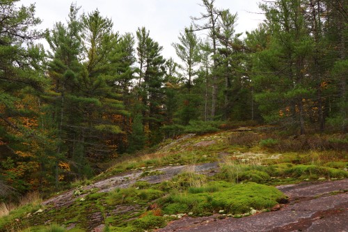 green trees