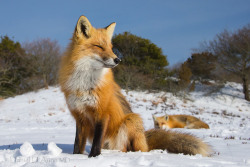 phototoartguy:Friday Fox  4954 by Dr DAD