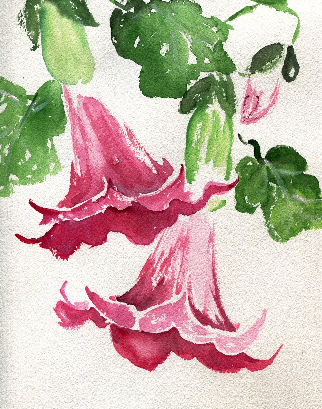 havekat: Angel’s Trumpets Watercolor and Gouache On Cotton Paper 2015, 9″x 12″