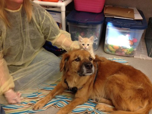 thecutestofthecute: cubebreaker:Boots the Kitten Nanny helps acclimate kittens 2-7 weeks old to dogs