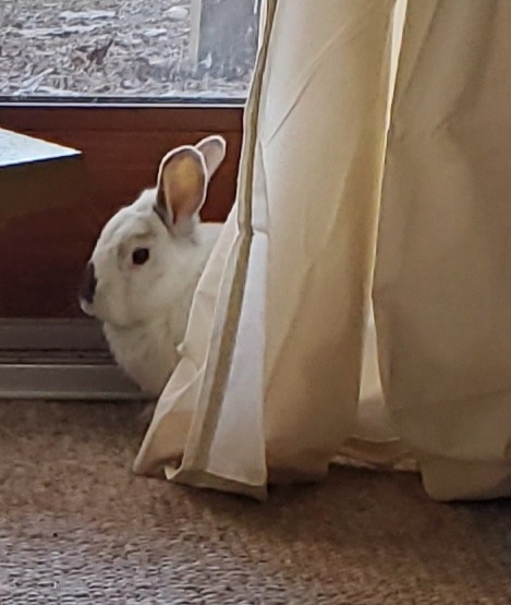 He Loves The New Curtains!