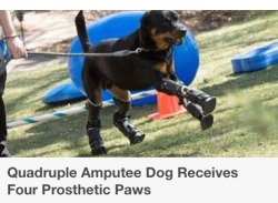 carnotaurus-sassytrei:  bellamysbelle:THIS IS WHY I AM ON THE INTERNET I LIVE FOR THIS SHIT  godbless whoever saved this precious rottchild and gave him really cool legs