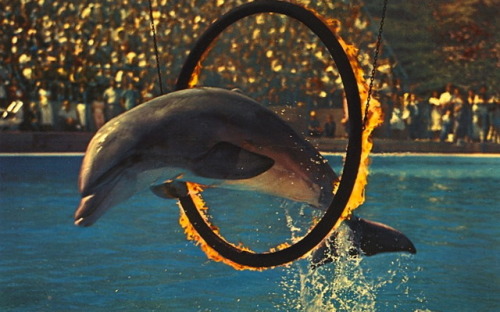 RING OF FIREMARINELAND OF THE PACIFICThis bottle-nosed porpoise seems to thoroughly enjoy making his