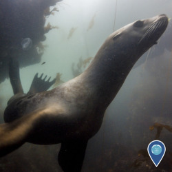 noaasanctuaries: Whoosh! Can you hear the