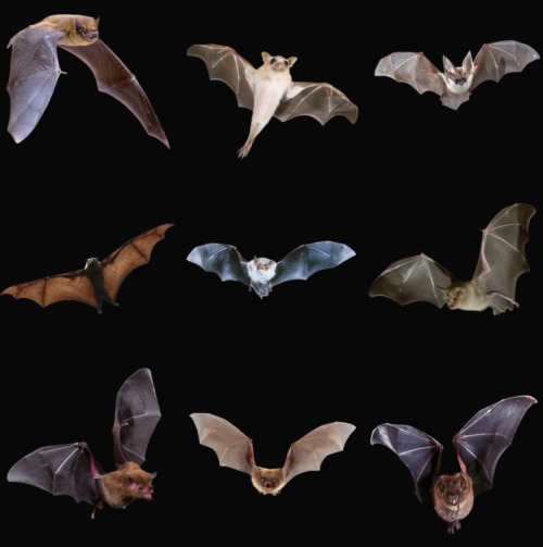 Bats