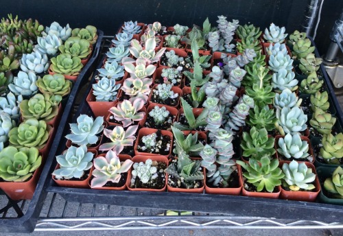 botanicly:I went to a flower market today and found these little guys.