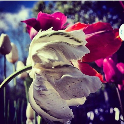 Flowers&hellip;#instabest#instabestcolor#instaphoto#instaplace#best#2014#italy#emiliaromagna#ferrara
