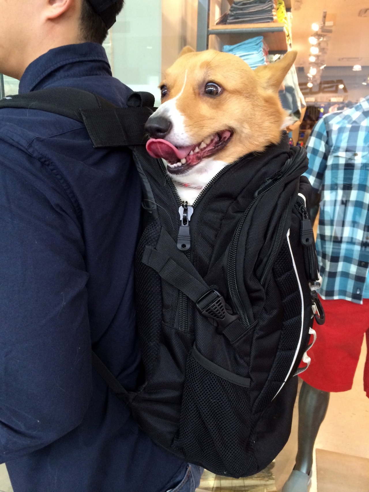 chubbythecorgi:  The Stowaway (2014) starring Chubby the Corgi 