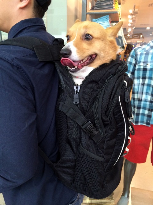 chubbythecorgi:The Stowaway (2014) starring Chubby the Corgi