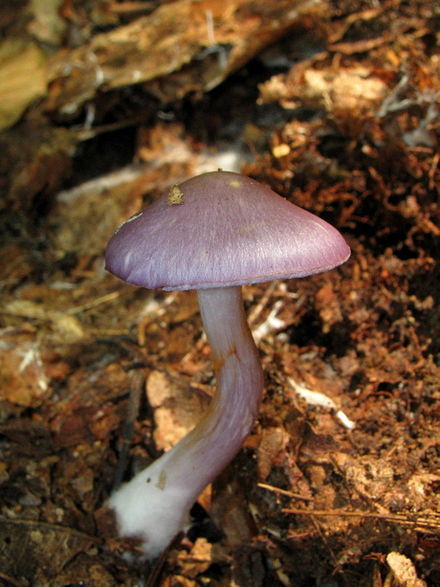 PREPARE FOR MUSHROOM EDUCATION!!!!!!!