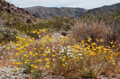 embracingtheview:Desert poppies and pincushion. Joshua Tree National Park. Photo by rjzimmerman