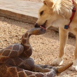 unicornmagic: damnslippyplanet:  outskirts-of-nowhere: my name is dog and wen i see a littel snek  rite next tu me, altho he sez “on me dont tred” i walk rite up and lik his hed Hey @unicornmagic, I think I found you some fanart for the snekverse.