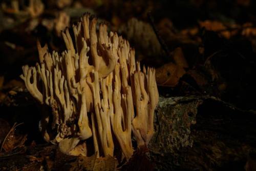 Koralsvamp Lat: Ramaria sp. #mushroomspotting#mushroomhunting#danishmushrooms#fungi#danskesvampe#sva