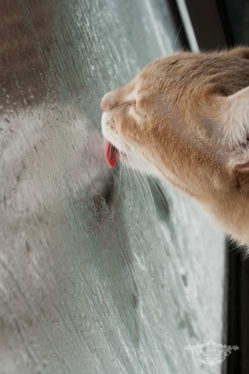 Butters enjoying the frosted window (by kaylamstrm)