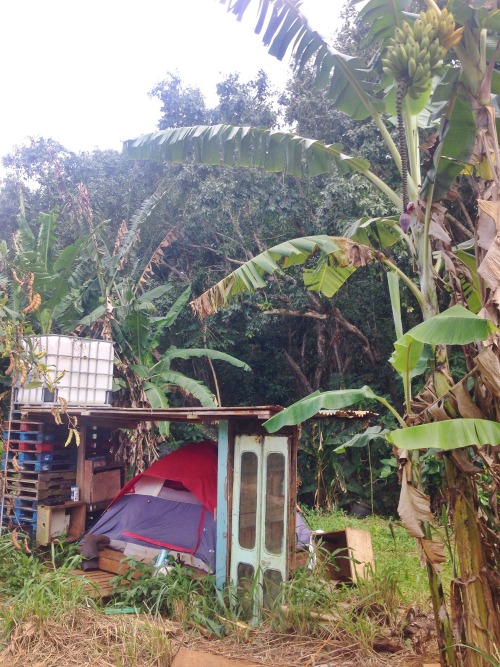 jah-feel:  **C~Bo’s jungle home** Kaua'i, Hawaii