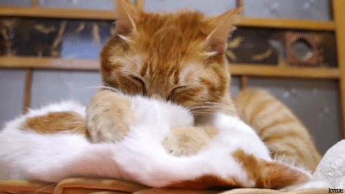 Blacksmiley Kvnai しろの顔マッサージ Massage To Cat By かご猫 ｂｌｏｇ