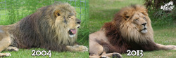 bigcatrescue:  Cameron 9 years later (2004 when we rescued him - 2013 @ BCR) …. What a difference! We’re so glad we can continue to provide cats like Cameron a permanent home thanks to your support! 