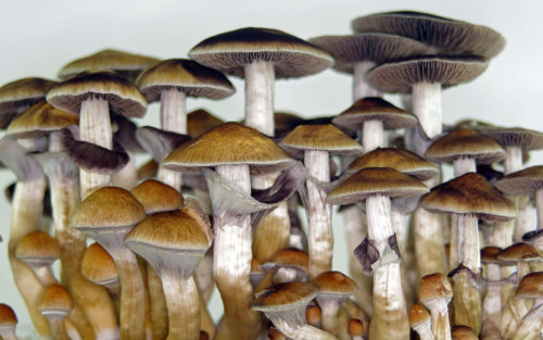 neurosciencestuff: A good trip: Researchers are giving psychedelics to cancer patients to help allev